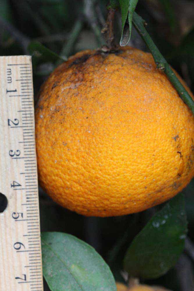            Fruit (Riverside, CA)   